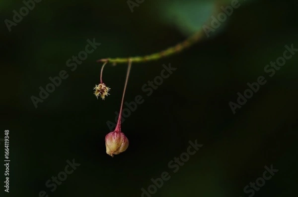 Fototapeta Two flowers with a stem is hanging from a leaf