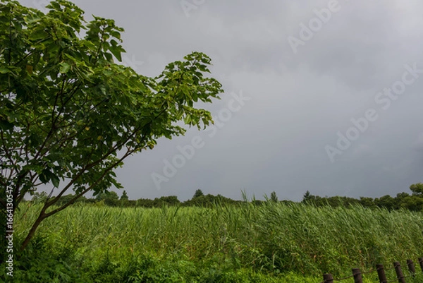 Obraz 夏の湿原に広がるヨシ原