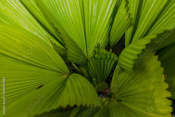Obraz Close-up macro of vibrant green foliage from a fan palm plant
