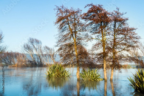 Obraz Trees of Foxton River