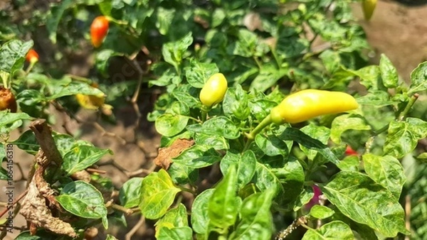 Fototapeta Close-up of chili peppers ripening on a plant in a residential setting, highlighting the joy of homegrown produce.