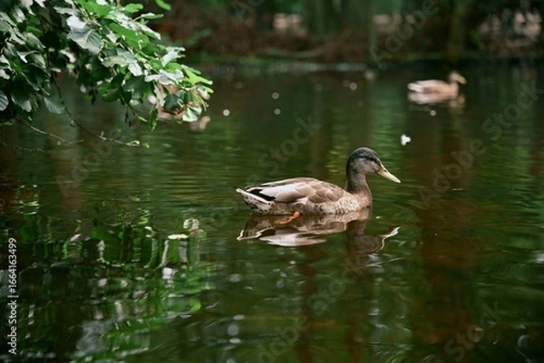 Fototapeta Wild duck gracefully swimming on a calm pond with green reflections of trees in water. Perfect for themes of wildlife, nature, ecology, animals and outdoor environment.