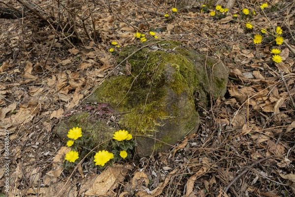 Obraz 大きな石の周囲に咲く福寿草をクローズアップ撮影