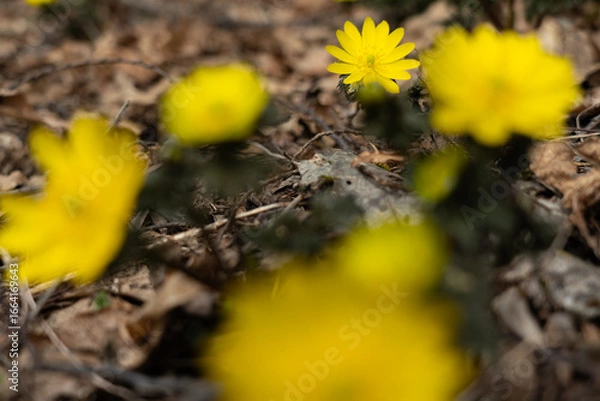 Obraz 手前をぼかして福寿草をクローズアップ撮影