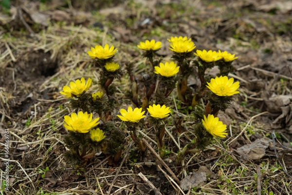 Obraz 福寿草の花を低い位置からクローズアップ撮影