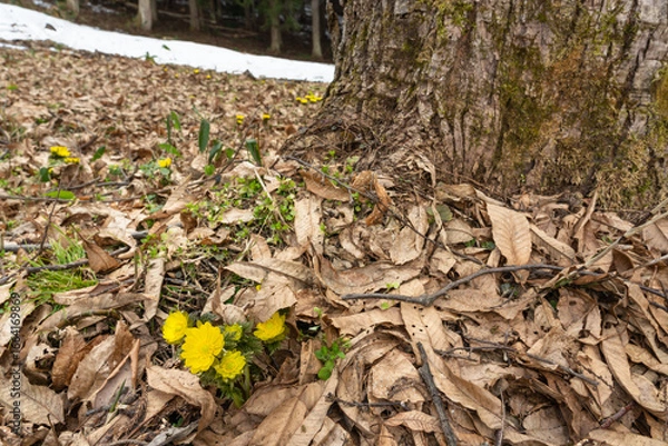 Obraz クローズアップ、晴れ、明るい、満開、日本、長野県、花、3月、春、木島平村、黄色、福寿草、地面、低い、小さい、木