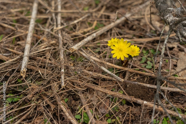 Obraz 枯れ草の中でひっそりと咲く福寿草をクローズアップ撮影