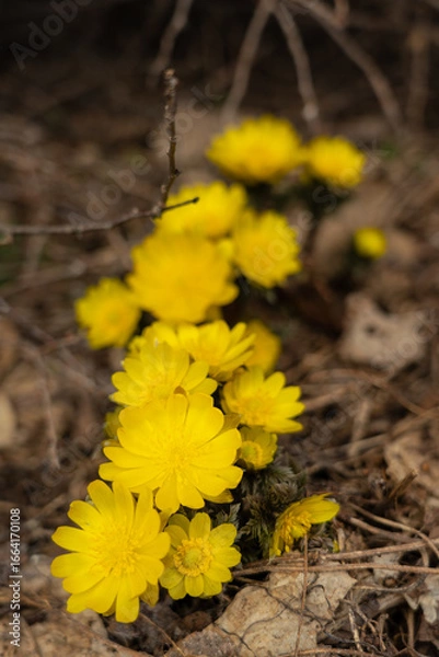 Obraz 満開の福寿草を背景をぼかしてクローズアップ撮影