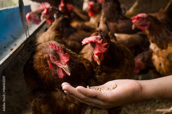 Fototapeta Chicken feeds on hand,Native chicken