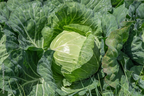 Fototapeta 収穫間近の畑のキャベツ