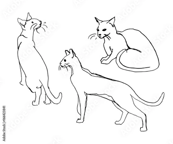 Obraz Vector set of cute cats. Doodle or sketch style image.