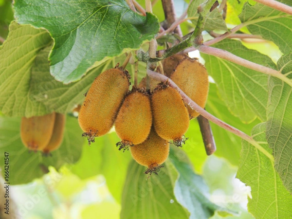 Obraz 気に実ったキウイフルーツ