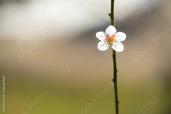 Obraz 一輪の梅の花をマクロレンズでクローズアップ撮影