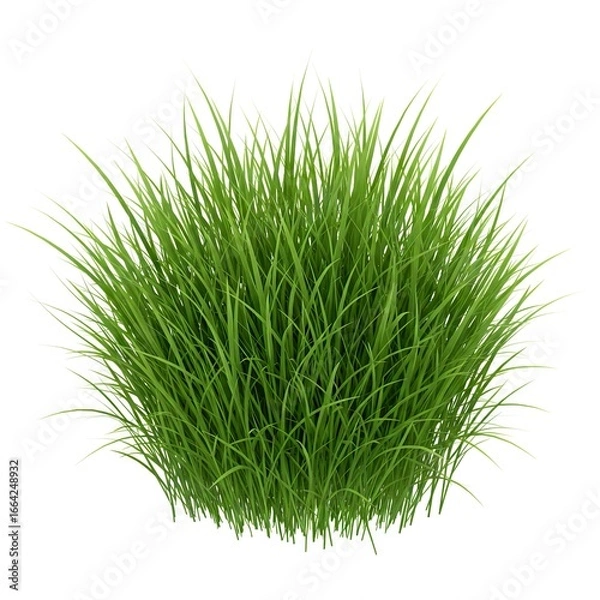 Fototapeta A clump of green grass blades upright against a white backdrop