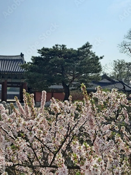 Fototapeta Traditional Korean architecture with roof tiles and spring cherry blossom flowers in full bloom, evergreen pine trees under the blue sky
