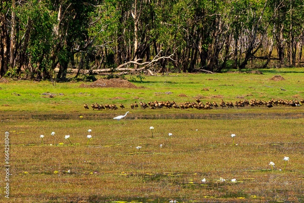 Obraz オーストラリア　ノーザンテリトリーの湿地帯の鳥たち
