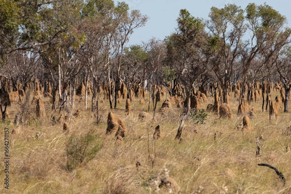 Fototapeta A low Angle go a Termite mound in Australian Outback.	