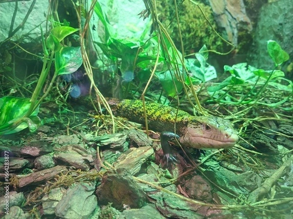 Fototapeta Beautiful photo of  zoo safari in Apulia, Italy, Summer 2025.