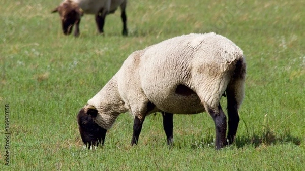 Obraz Mouton / Prés Salés