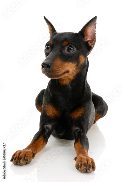 Obraz Miniature Pinscher on a white background