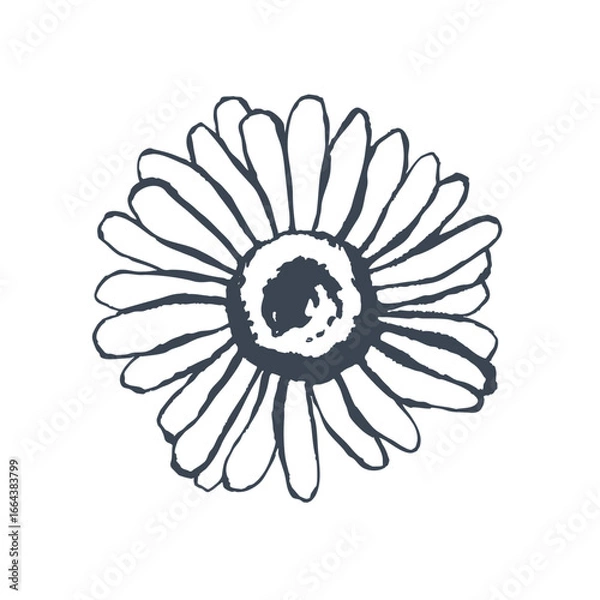 Obraz Graphic vector illustration with summer chamomile. Isolated illustration. Design element, wedding invitations, cards.