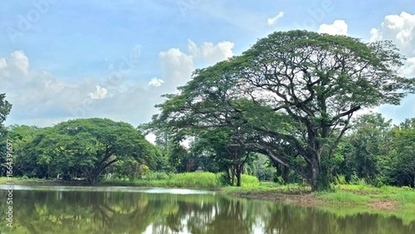 Obraz lake in the park