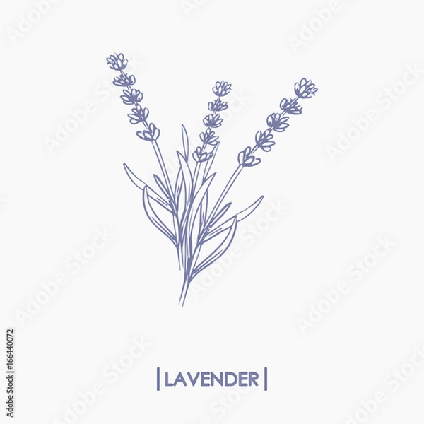 Obraz Vector hand drawn lavender bouquet