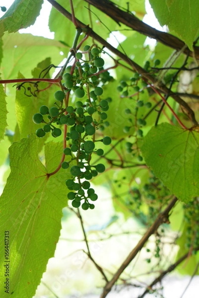 Fototapeta 夏のヤマブドウの緑色の果実