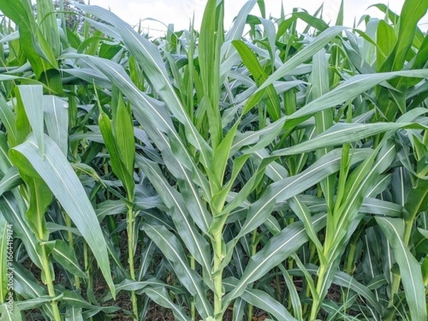 Fototapeta Lush, healthy green corn stalks fill a field under a bright sky. The vibrant maize plants with distinctive white stripes on their leaves showcase robust growth in this agricultural landscape.
