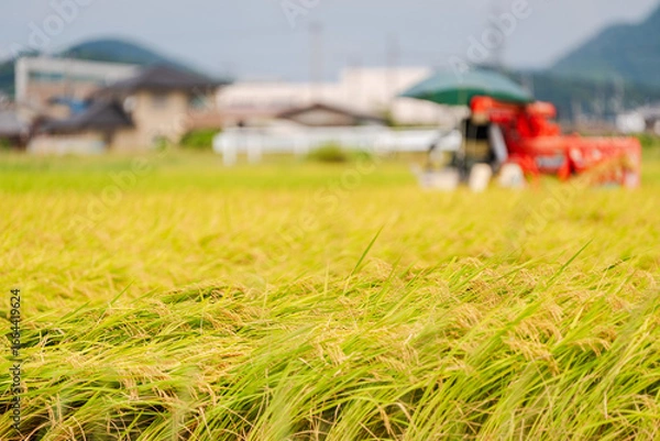 Obraz コンバインでの稲刈り風景	