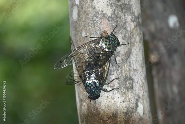 Fototapeta 交尾中のりミンミンゼミ