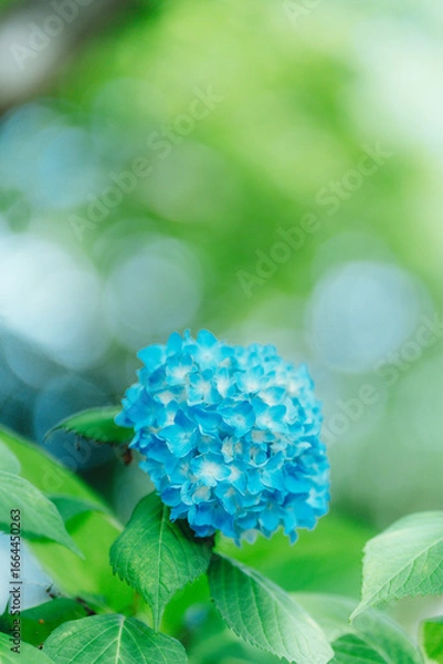 Obraz Blue hydrangea