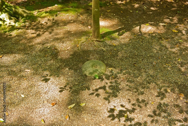 Fototapeta 鹿島神宮の要石。