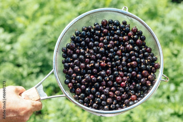 Fototapeta Hand holding fresh organic black currant in a colander on a green background