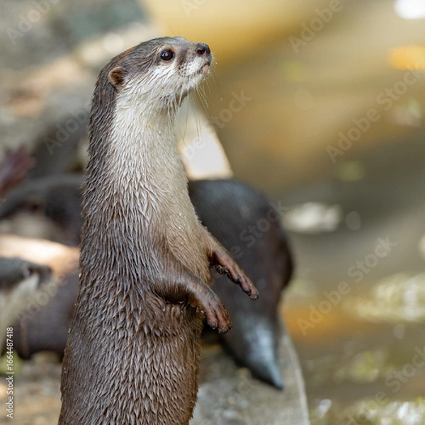 Fototapeta Light brown otter lookinh wet hairs head