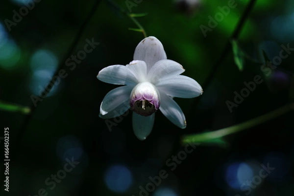 Fototapeta 夏の森の中に咲く妖精のようなレンゲショウマの花
