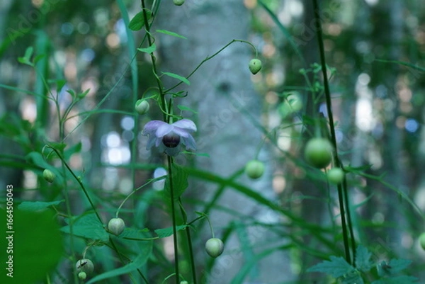 Fototapeta 夏の森の中に咲く妖精のようなレンゲショウマの花
