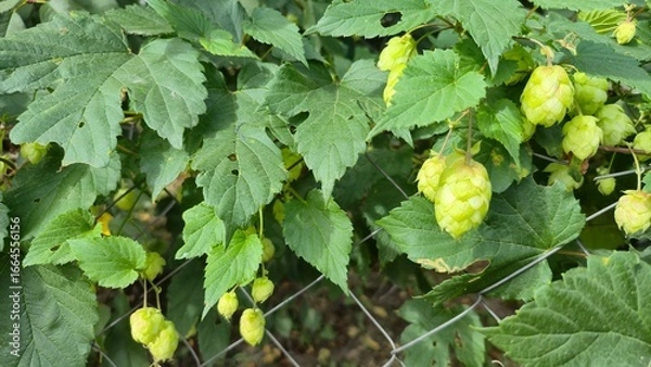 Obraz hops plant green