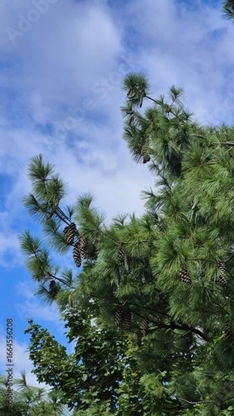 Fototapeta large pine tree with cones