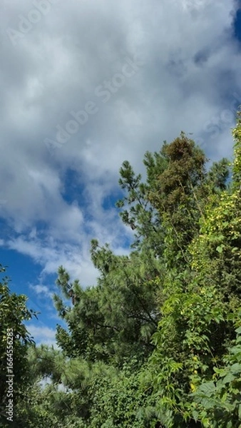 Fototapeta hops plant