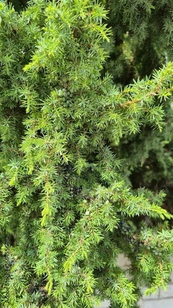 Fototapeta juniper, junipperus