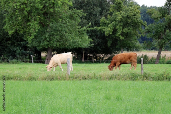 Fototapeta Kühe auf Feld