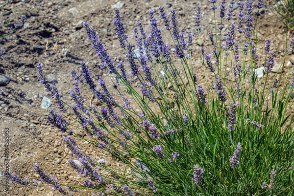 Obraz Lavender flowers on the ground background