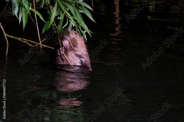 Obraz Beaver Enjoying a Midnight Snack