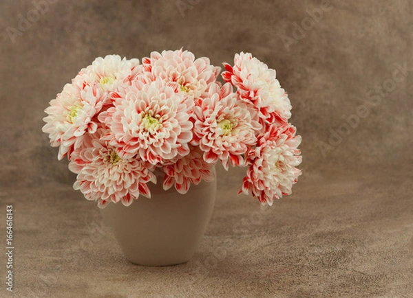 Fototapeta Chrysanthemum flowers white with red rim in vase. Beautiful flowers in vase on brown warm background. Bouquet of white and red chrysanthemums.