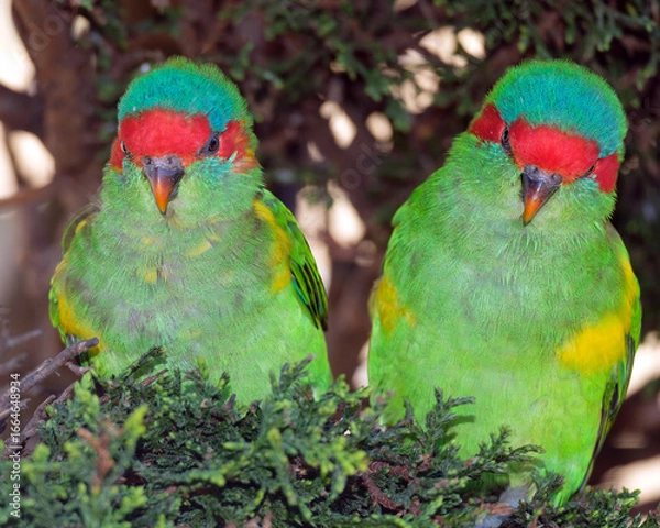 Obraz 
SWIFT PARROTs Couple