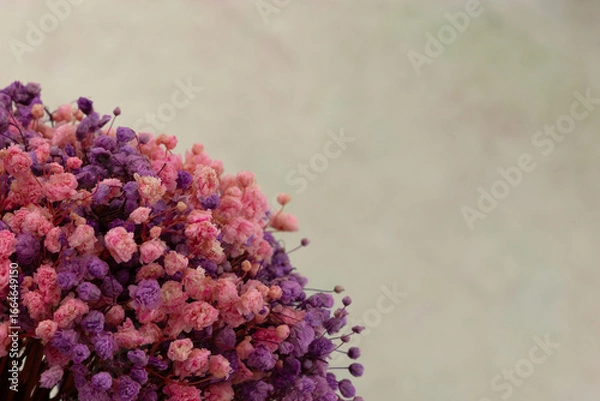 Fototapeta Flowers gypsophila multicolored. Flowers macro and space for text. Bouquet of gypsophila close-up.