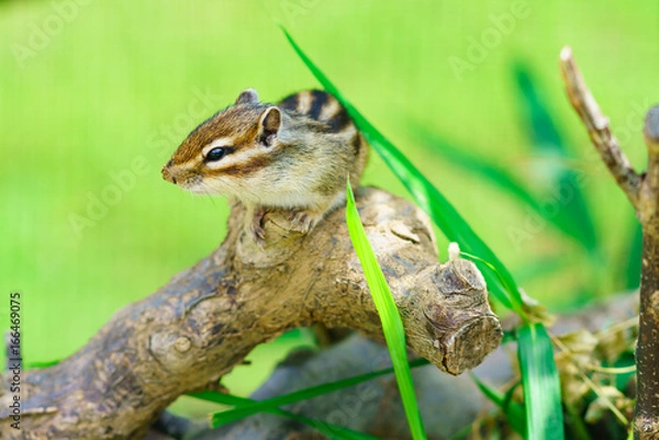 Fototapeta りす物語