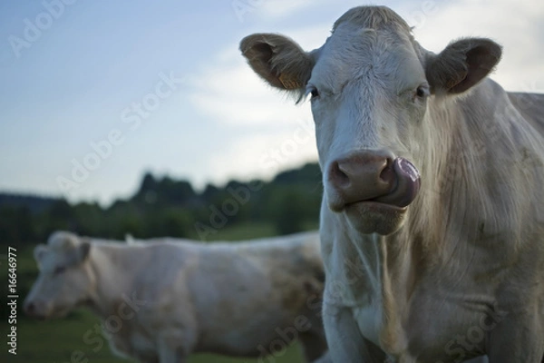 Obraz Langue de vache