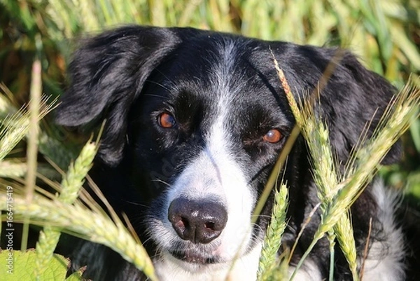 Fototapeta close-up of a black and white border collie head in a cornfield